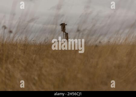 an old transformer without wires is in the field. Stock Photo