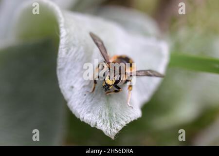 Anthidium manicatum, European wool carder bee Stock Photo