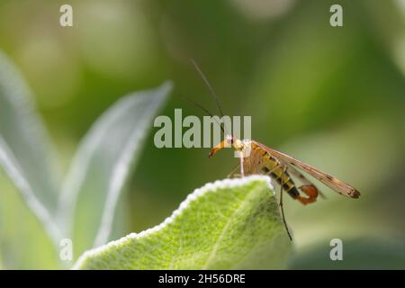 Male common scorpionfly, Panorpa communis Stock Photo