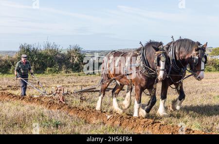 Ballyfeard, Cork, Ireland. 07th November, 2021. Colman Cogan, Sligo with his team of horses Ned and Ted taking part in the Ploughing Match that was held at Ballyfeard,  Co. Cork, Ireland. - Picture; David Creedon / Alamy Live News Stock Photo