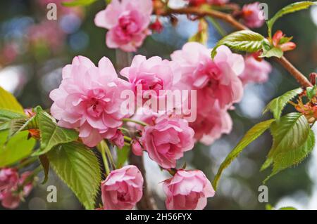 Sakura branch with delicate dense flowers with pink petals and green leaves on a tree in a park on a spring day Stock Photo