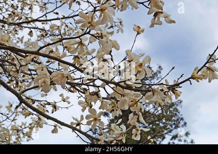 Magnolia with large flowers with delicate pink and white petals on a branch with green leaves in the garden and in the park on a spring day Stock Photo