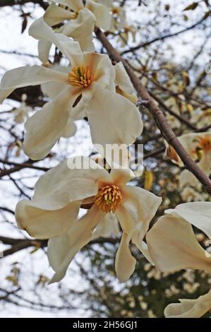 Magnolia with large flowers with delicate pink and white petals on a branch with green leaves in the garden and in the park on a spring day Stock Photo