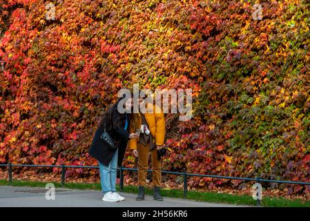 London, UK.  7 November 2021. UK Weather -  People take photos in front of the colourful display of Virginia Creeper which covers the wall of the Admiralty Citadel, a former Second World War fortress, in Horse Guards Parade adjacent to St. James’s Park.   Credit: Stephen Chung / Alamy Live News Stock Photo