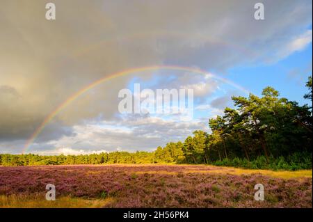 Rainbow over a purple heather field with pine forest, Veluwe, Netherlands Stock Photo