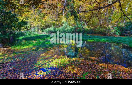 Pond in the forest covered with autumn leaves Stock Photo