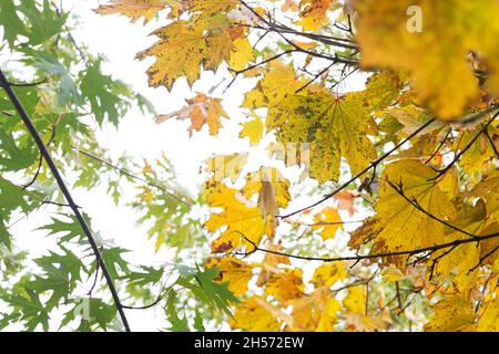 Tree branch with green, yellow, orange autumn maple leaves isolated on white background Stock Photo