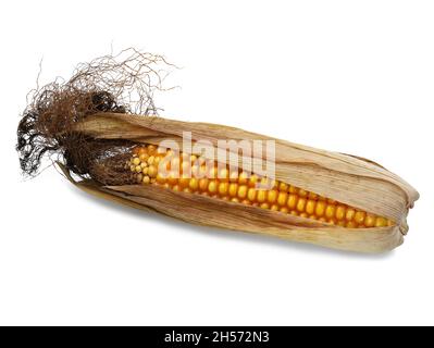 raw corn on the cob half wrapped with dry leafs isolated on white background Stock Photo