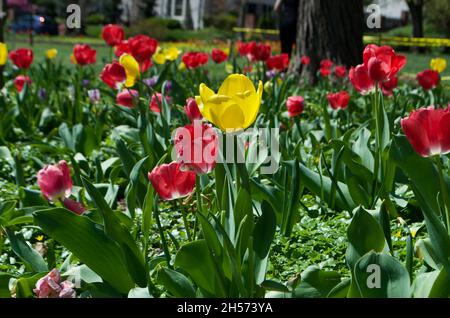 Red and Yellow Tulips Stock Photo