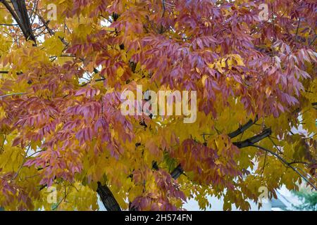 A White Ash tree, Fraxinus americana 'Autumn Purple', in fall color in autumn in Utah. Stock Photo