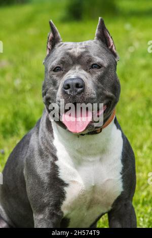Female blue brindle American Staffordshire Terrier dog or AmStaff closeup on nature Stock Photo