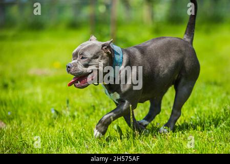 Female blue brindle American Staffordshire Terrier dog or AmStaff in move on nature Stock Photo