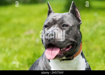 Female blue brindle American Staffordshire Terrier dog or AmStaff closeup on nature Stock Photo