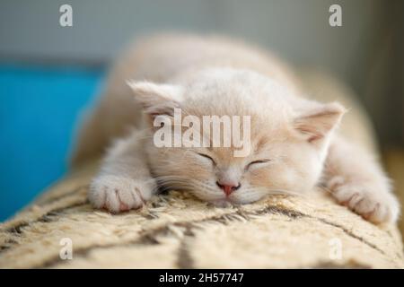close-up of a adorable ginger British Shorthair kitten napping on the sofa Stock Photo