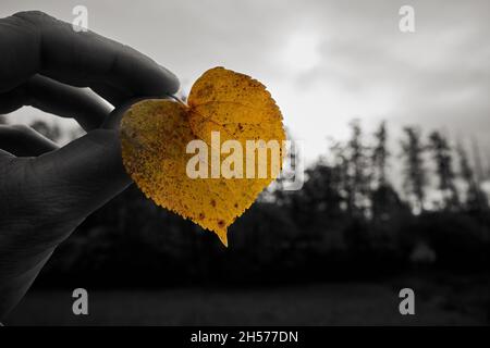 Male hand holding yellow heart-shaped autumn leaf in black and white environment Stock Photo