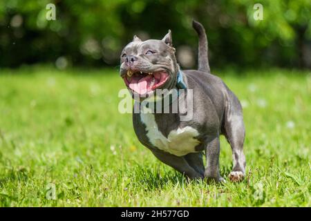 Female blue brindle American Staffordshire Terrier dog or AmStaff in move on nature Stock Photo