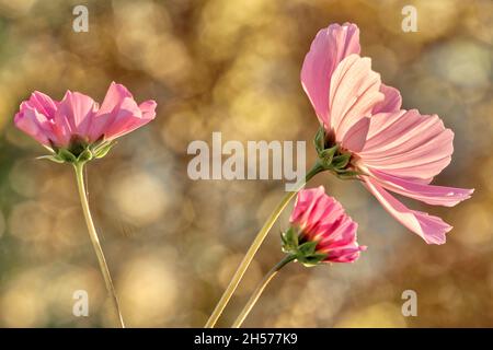 FLORA: Flowering Cosmos  (HDR-Photography) Stock Photo