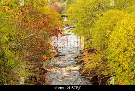 Wain Wath Force in Autumn. A popular visitor attraction in Upper Swaledale, Yorkshire Dales.  Silver Birch with yellow leaves and Rowan trees bearing Stock Photo