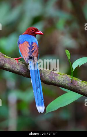 An adult Sri Lanka Blue Magpie (Urocissa ornata) or Ceylon Blue Magpie in Sinharaja Forest Reserve, Sri Lanka. This species is only found in Sri Lanka Stock Photo