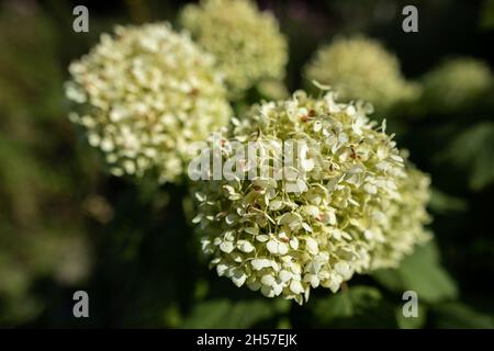 Tree hydrangea - a large inflorescence during flowering. Stock Photo