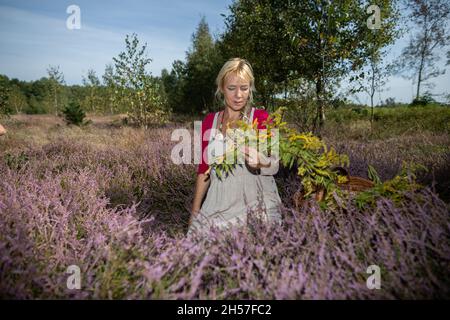 A woman is weaving a garland of goldenrod flowers. A clearing full of heather flowers. Stock Photo