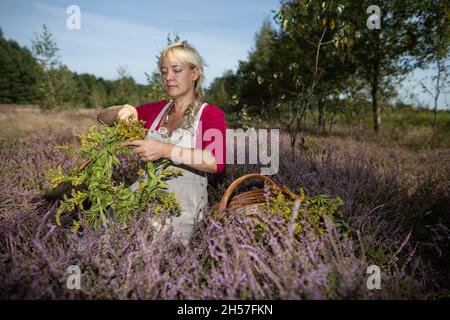 A woman is weaving a garland of goldenrod flowers. A clearing full of heather flowers. Stock Photo