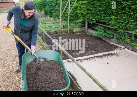 No-dig gardening. Woman shovelling a compost mulch on top of cardboard sheets fitted over soil in a vegetable plot to suppress weeds & enrich the soil Stock Photo