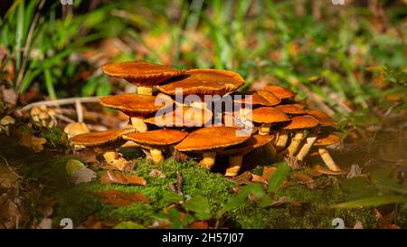 Mushrooms in the forest. Close up. Warm colors Stock Photo