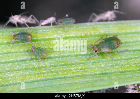 The Bird cherry-oat aphid (Rhopalosiphum padi) is an aphid in the superfamily Aphidoidea in the order Hemiptera pest of cereals. Stock Photo