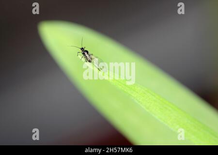 The Bird cherry-oat aphid (Rhopalosiphum padi) is an aphid in the superfamily Aphidoidea in the order Hemiptera pest of cereals. Stock Photo
