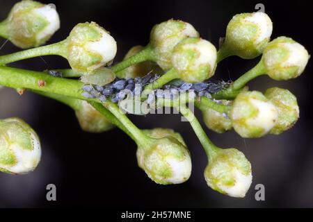 Young aphids of the Bird cherry-oat aphid (Rhopalosiphum padi) after hibernating on buds bird cherry. It is an aphid in the superfamily Aphidoidea. Stock Photo