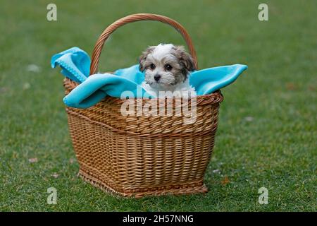 Bolonka Zwetna toy dog pup in its basket, bichon, Germany Stock Photo