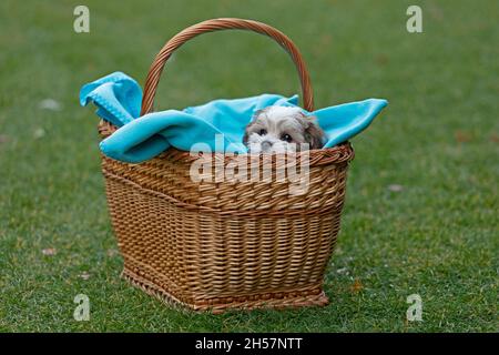 Bolonka Zwetna toy dog pup in its basket, bichon, Germany Stock Photo