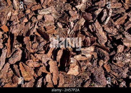 tree bark mulching heap of pieces of wood compost for gardening and landscape care, eco raw surface texture top view, nobody. Stock Photo