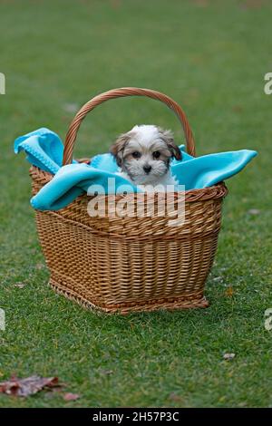 Bolonka Zwetna toy dog pup in its basket, bichon, Germany Stock Photo