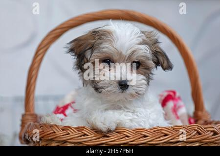 Bolonka Zwetna toy dog pup in its basket, bichon, Germany Stock Photo