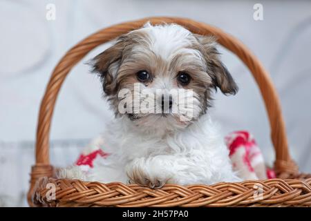 Bolonka Zwetna toy dog pup in its basket, bichon, Germany Stock Photo