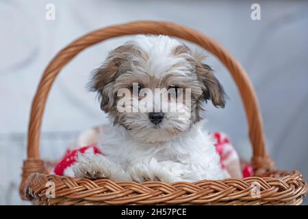 Bolonka Zwetna toy dog pup in its basket, bichon, Germany Stock Photo