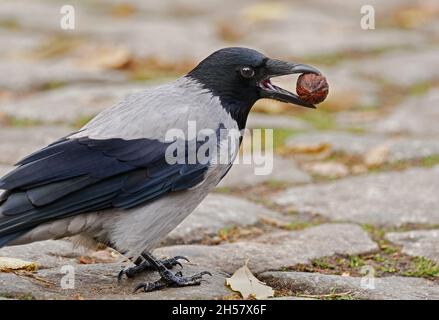 Berlin, Germany. 06th Nov, 2021. 06.11.2021, Berlin. A carrion crow (Corvus corone) in the grey plumage of the hooded crow morph stands on a cobblestone street holding a walnut in its beak. Crows love nuts. They use the cobblestones like an anvil, drumming the nut with their beak to open it. If that doesn't work, they drop the walnut in flight or from a tree onto the pavement - until it cracks open. Credit: Wolfram Steinberg/dpa Credit: Wolfram Steinberg/dpa/Ģ����ý Live News Stock Photo