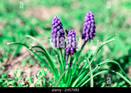 Grape hyacinths in spring landscape in stunning shades of green Stock Photo