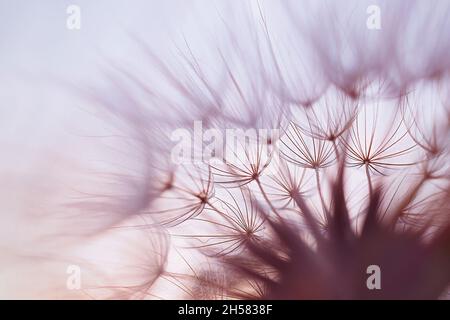 Macro shot of salsify seeds also called Goatsbeard, against evening sky. Scientific name is Trapopogon dubius. Stock Photo