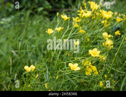 Linum flavum, golden flax or yellow flax pring summer flowering semi evergreen plant on field among summer medicinal plants. Growing in meadow or yell Stock Photo