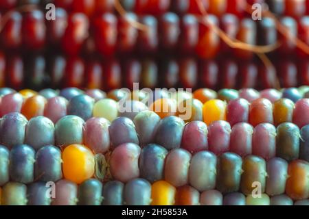 Close up at colorful kernels of Indian corns. Stock Photo