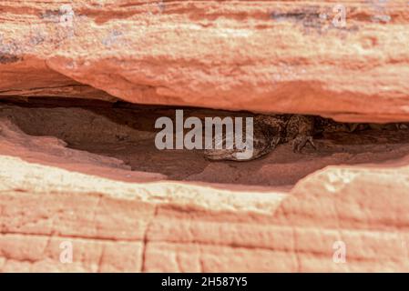 A big Chuckwalla lizard on the rock of Valley of Fire State Park, Nevada, USA Stock Photo
