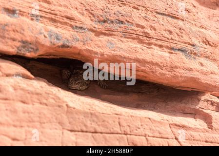 A big Chuckwalla lizard on the rock of Valley of Fire State Park, Nevada, USA Stock Photo