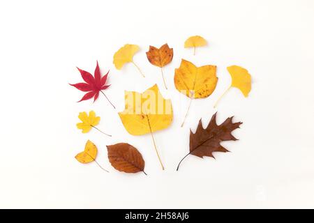Autumn leaves creative arrangement. Decoration, fall pattern. Flat lay elegant dry leaves composition. Seasonal deco. Stock Photo