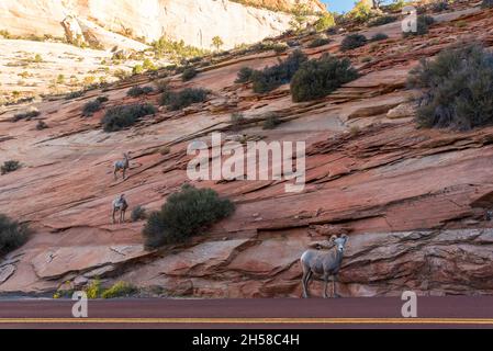 A small bighorn sheep family at the Mount Carmel Hwy in Zion NP, USA Stock Photo