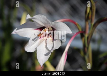 White and marroon colors on a Murielae plant Stock Photo