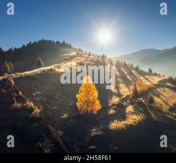 Aerial view of beautiful orange trees on the hill in mountains Stock Photo