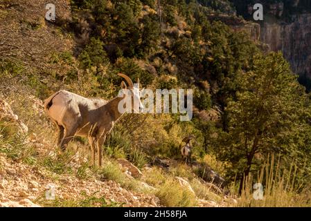 Scenic view on the Grand Canyon from South Kaibab Trail, Arizona, USA Stock Photo